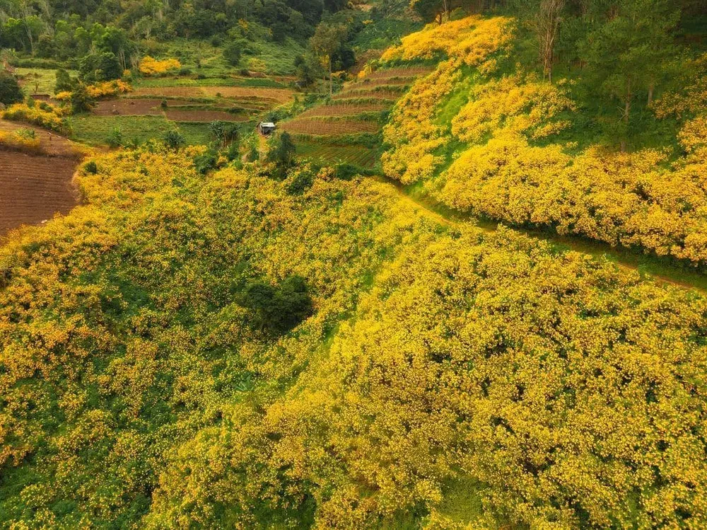 Săn hoa dã quỳ Đà Lạt tháng 10 – 11: Những cung đường đẹp nên đi